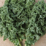 Col rizada, Prizm Híbrido