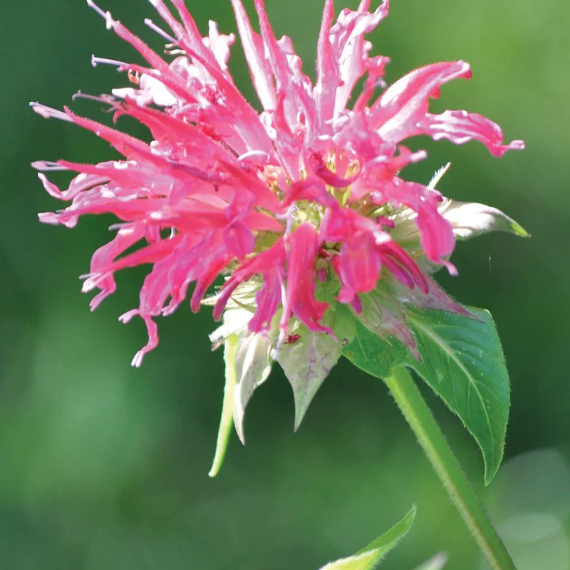 Monarda, Coral Reef PPAF