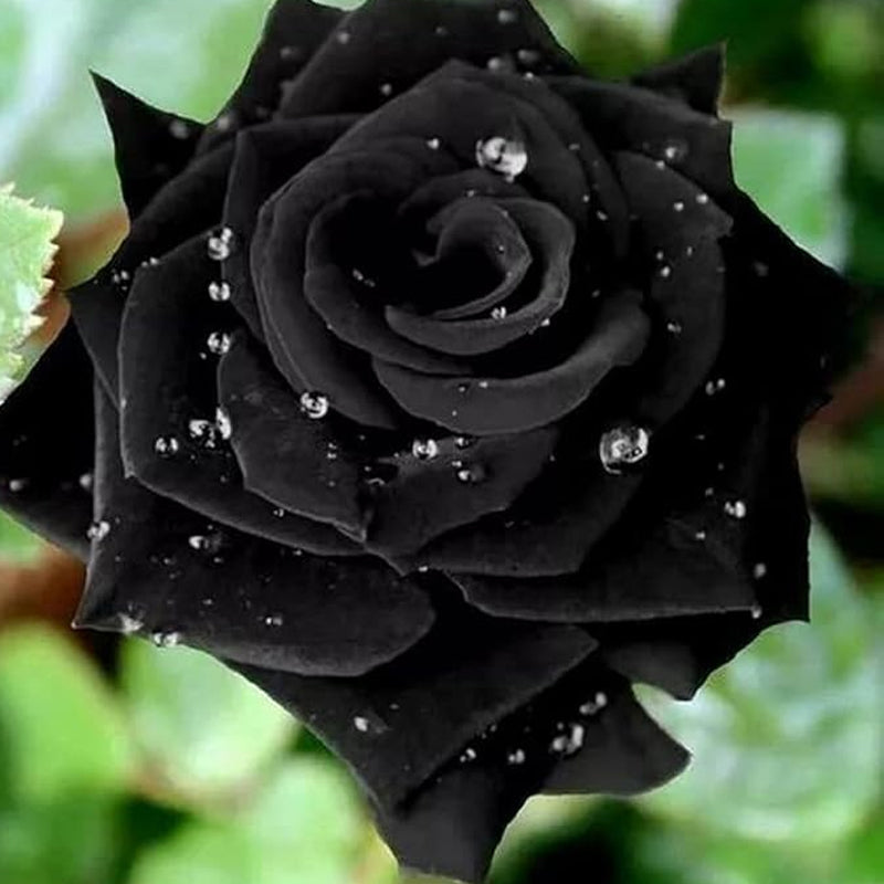 Black Rose Seeds Flower Bush Perennial Shrub Flowers Seed