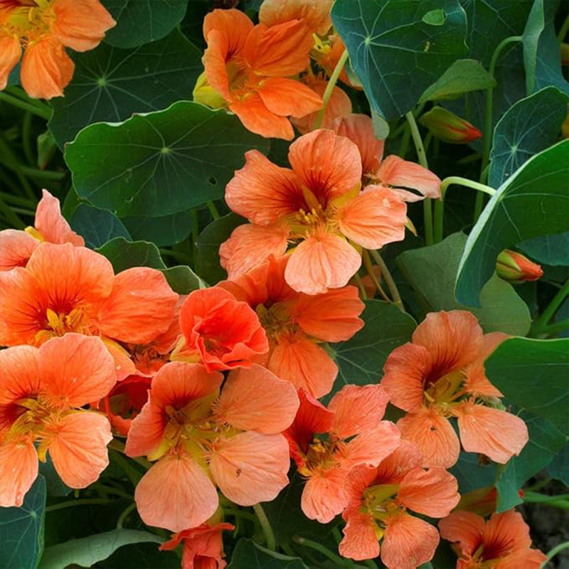 Tropaeolum Nasturtium Vesuvius Climbing, Vining, Flowering, Plants for Trellis, Fences, Arbors & More