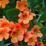 Tropaeolum Nasturtium Vesuvius Climbing, Vining, Flowering, Plants for Trellis, Fences, Arbors & More