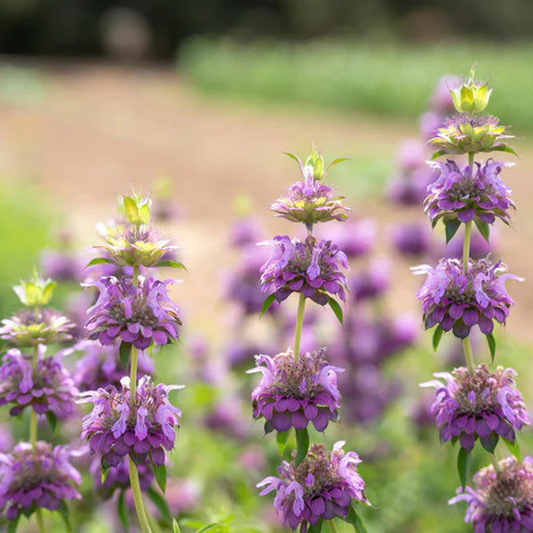 Lemon Bee Balm Flower