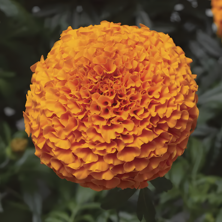 Inca II Deep Orange  Hybrid Marigold Seeds