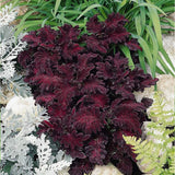 Annual Coleus Black Dragon Foliage Indoor Or Outdoor House Plant Flower Seed