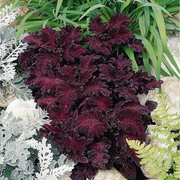 Semillas de flores para plantas de interior o exterior con follaje de dragón negro de Coleus anual