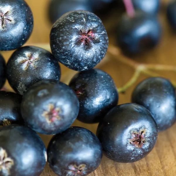 Aronia melanocarpa, Viking