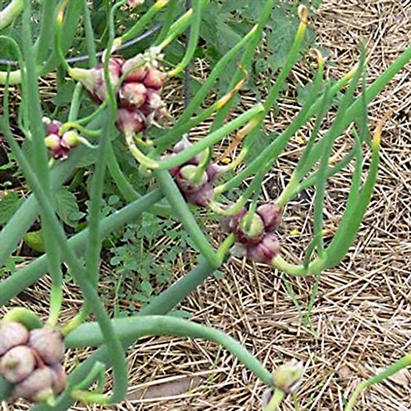 Egyptian Onion Allium Cepa Viviparum Vegetable Seeds