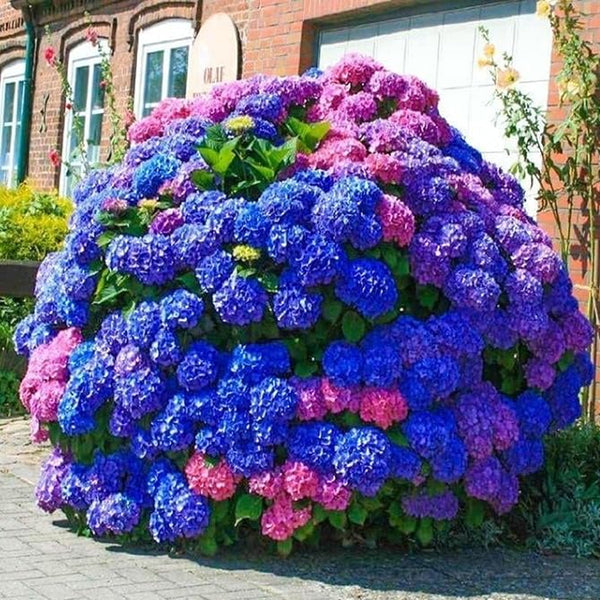 Semillas de hortensia azul, rosa y morada: semillas de plantas resistentes para entusiastas de la jardinería: fáciles de cultivar