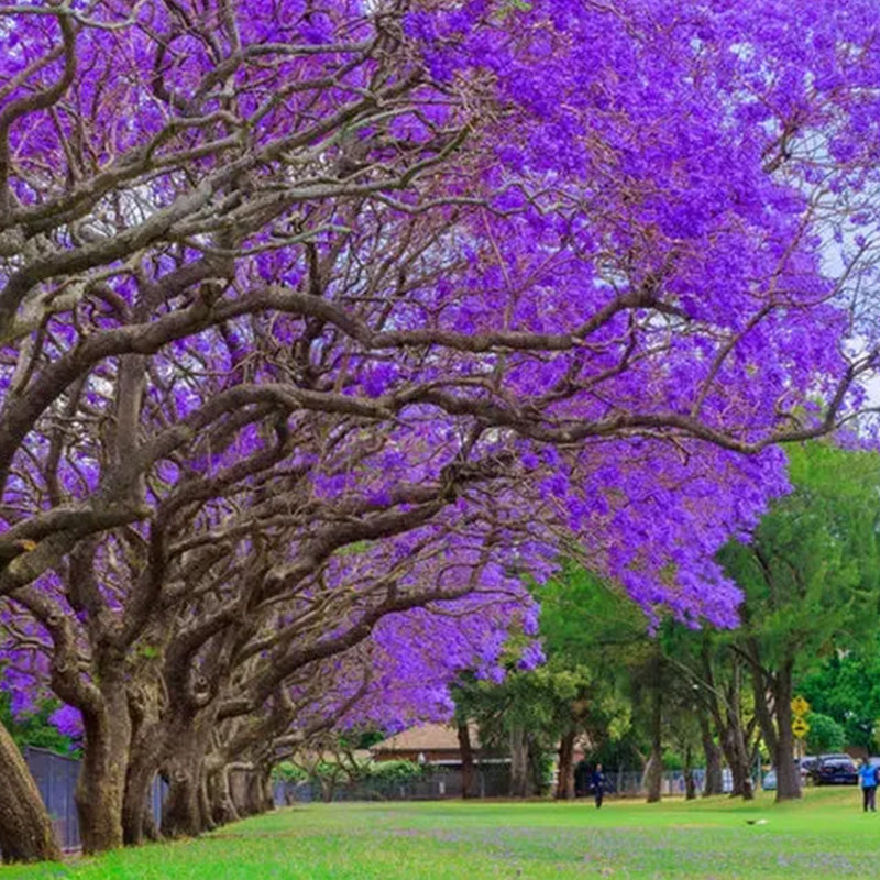Blue Jacaranda Tree Seeds