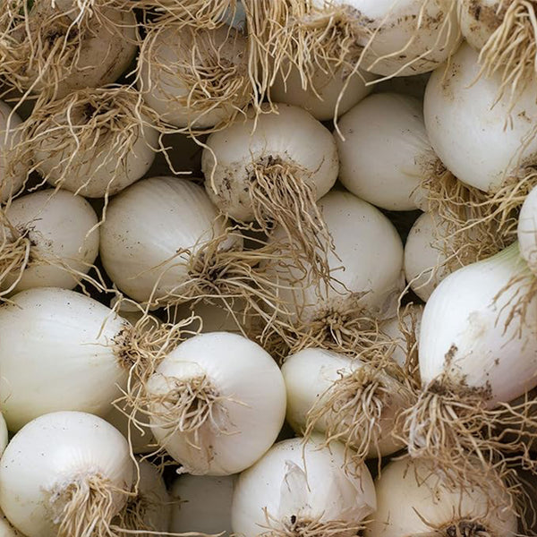 Onion Seeds - Early White Grano PRR - Allium cepa - Farm & Garden Vegetable Seeds Open Pollinated, Annual