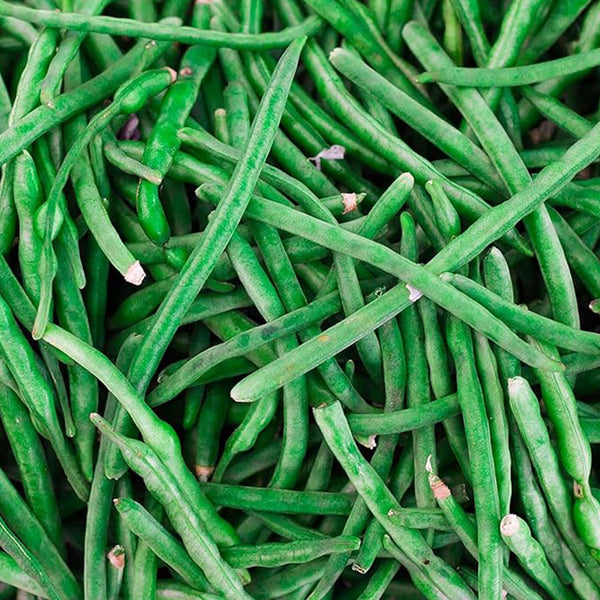 Jade Bush Bean Seeds (Treated) Vegetable Garden Seeds