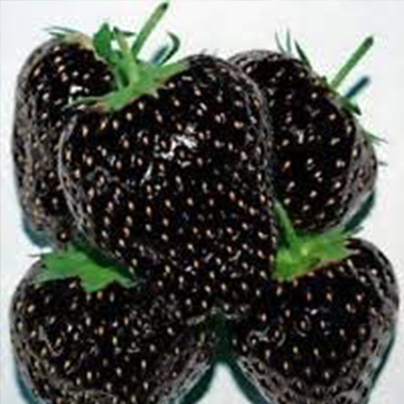 Black Strawberry Fruits Seeds