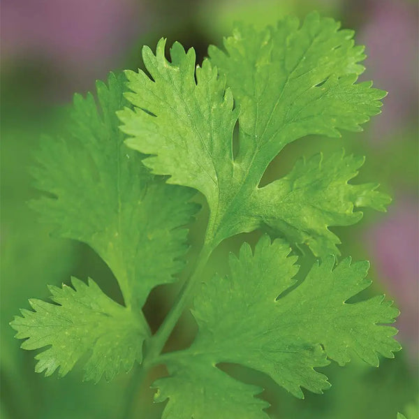 Cilantro, Calipso