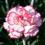 White Pink Picotee Carnation Seeds