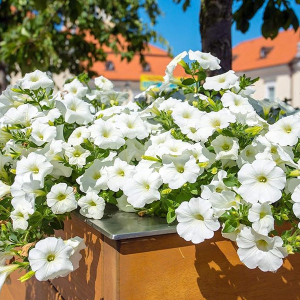 Semillas de petunia multiflora anual con flores blancas para plantar