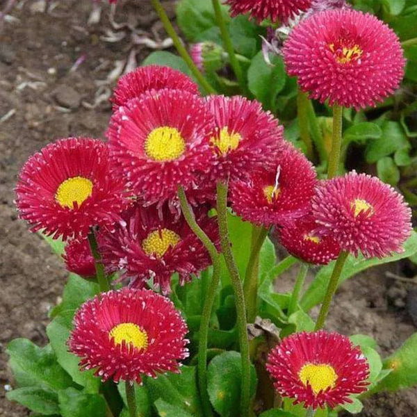 Bellis Perensis, Daisy Red - Flower Seeds