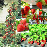 Semillas de fresa trepadora roja Planta de fruto perenne Jardín casero Dulce y delicioso