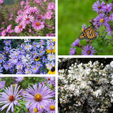 Colección Superstar Aster: belleza de finales de verano a otoño