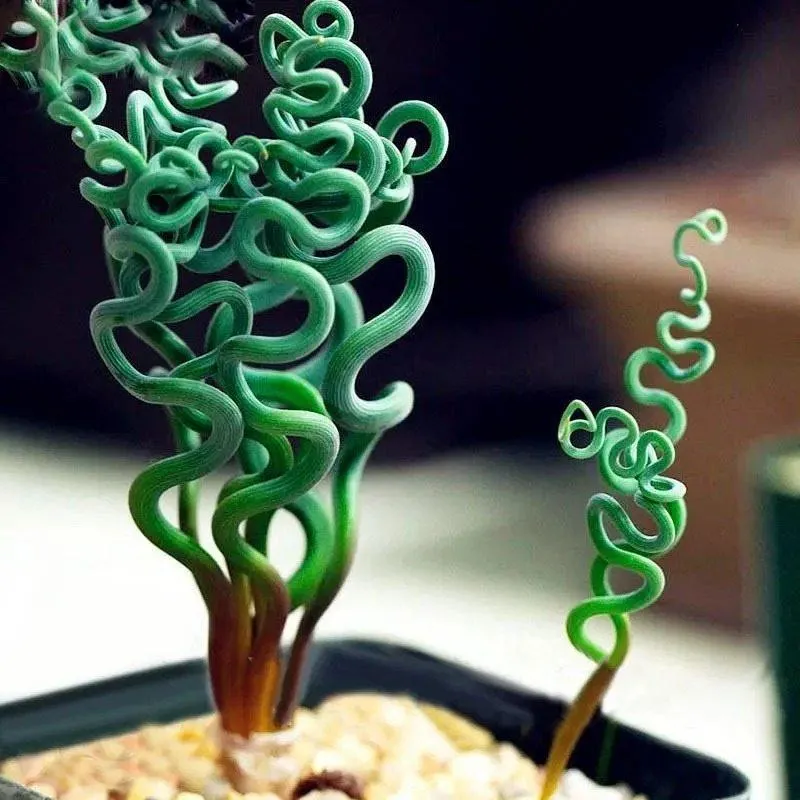 Egrow Sprial Grass Seeds Green Succulents Plants Garden DIY Bonsai Potted Flower Seeds