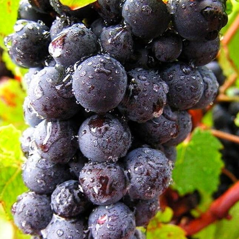 Grape Seeds Vine Fruit Seeds Mix Plant Home Garden