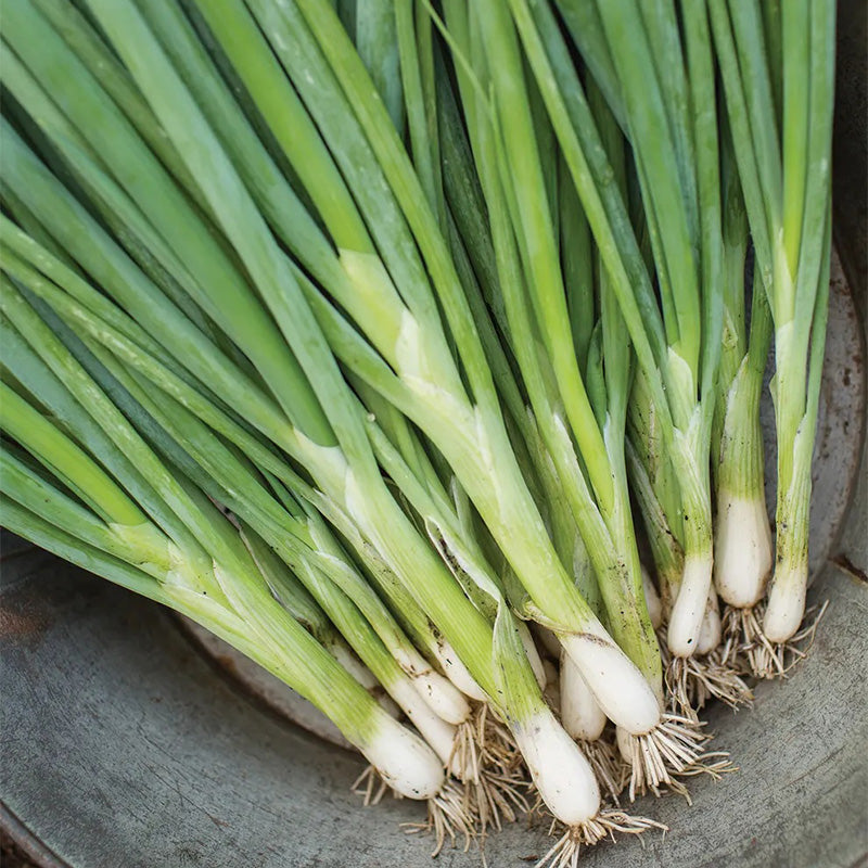 Bunching Onion, Evergreen Long White