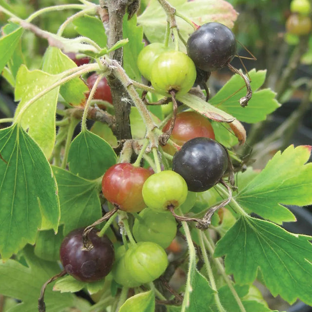 Df Currant Currant, Consort Black – Haiyiplants