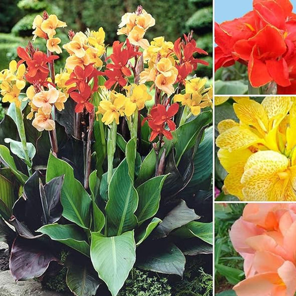 Semillas de flores de lirio de caña mixtas, hermosas plantas bonsái perennes, decoración del hogar y el jardín