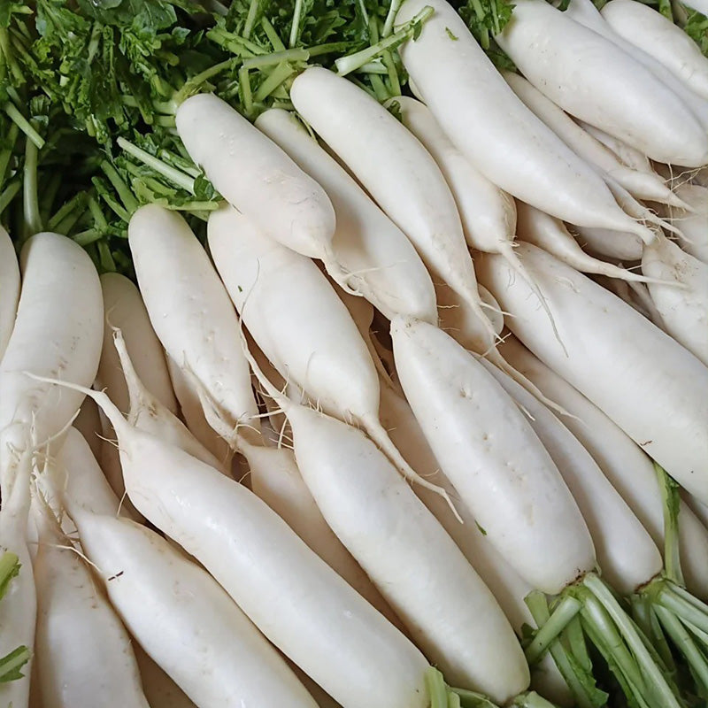 Giant Japanese Daikon Radish Seeds