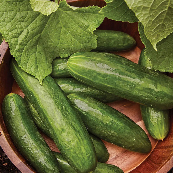 Cucumber, Bragger Hybrid