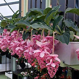 Medinilla Magnifica Flower Seeds