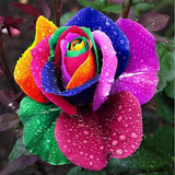 Beautiful Rainbow Rose Seeds Multi-colored Rose Seeds Rose Flower Seeds