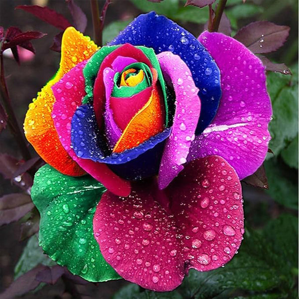 Hermosas semillas de rosas arcoíris Semillas de rosas multicolores Semillas de flores de rosas