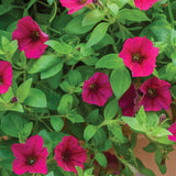 Wave Carmine Velour Petunia Seed Variety