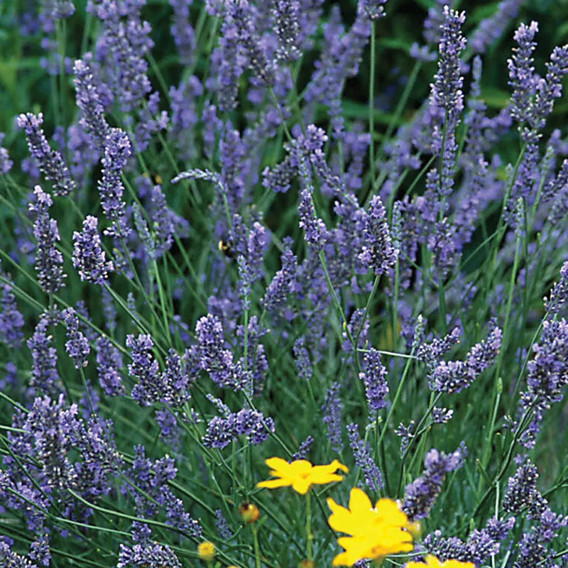 Lavanda, Grosso