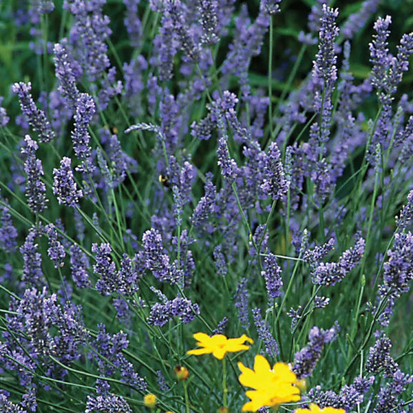 Lavender, Grosso