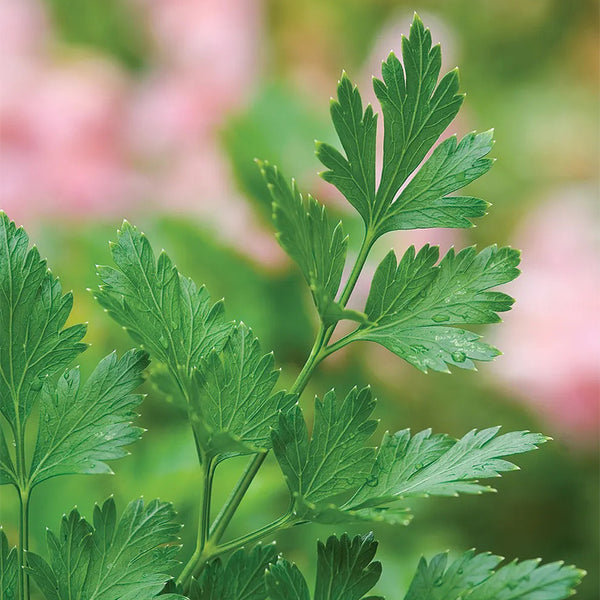 欧芹，意大利单份