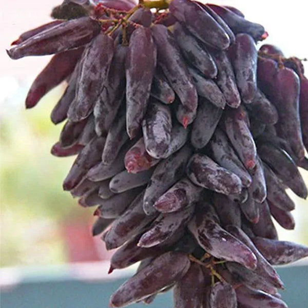 Advanced Finger Grape Fruit Seeds