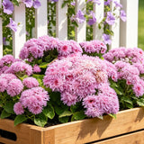 Pink Floss Flower (Ageratum) Seeds