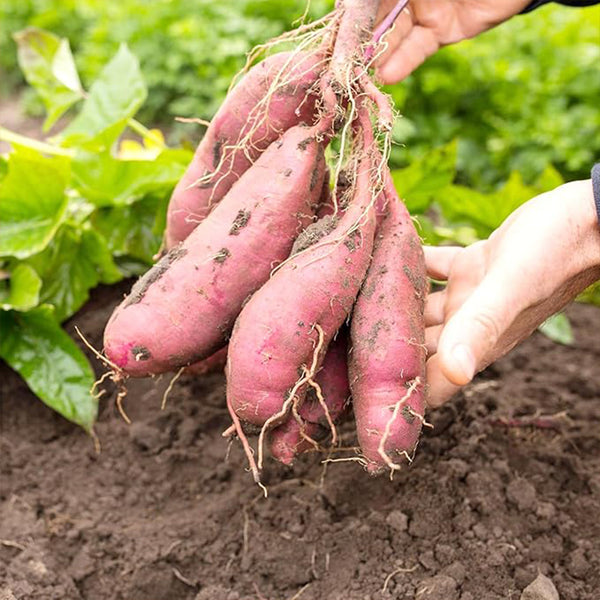 Semillas de batata Semillas de hortalizas dulces sin OGM Semillas de plantas para el jardín de casa para plantar