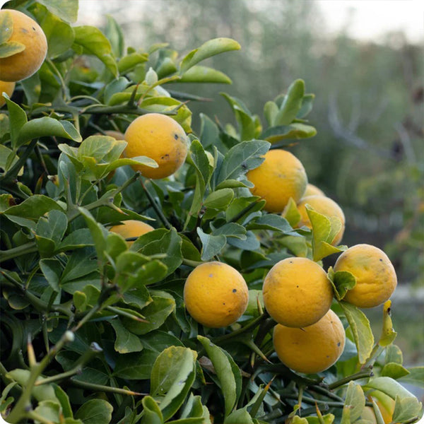 Hardy Orange Seeds