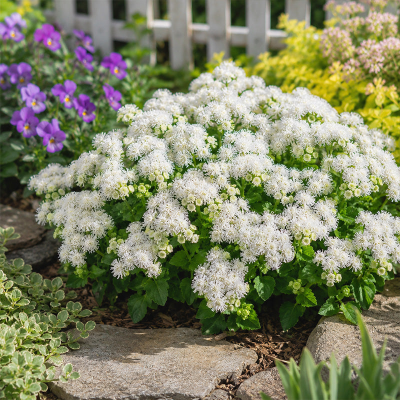 White Floss Flower (Ageratum) Seeds.