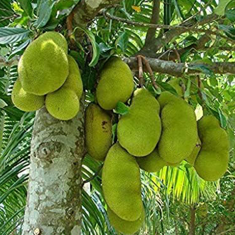 Semillas de árbol del pan