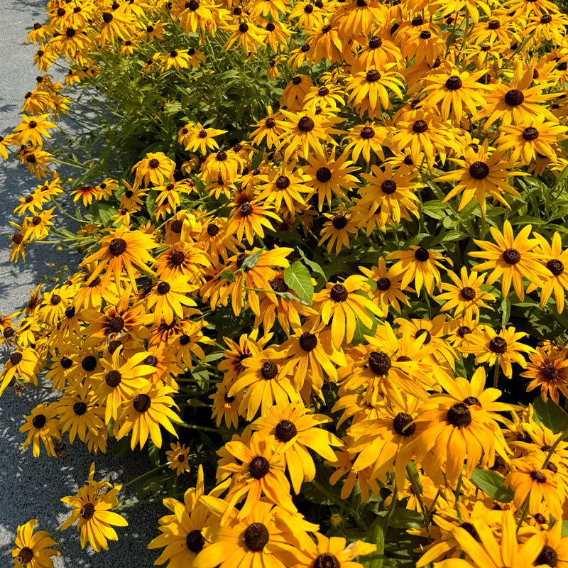Black-Eyed Susan Seeds - Golden Yellow