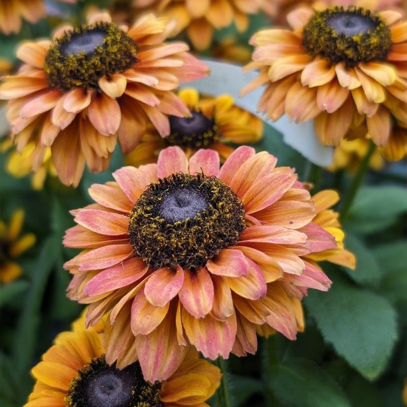 Mixed Gloriosa Black-Eyed Susan Seeds