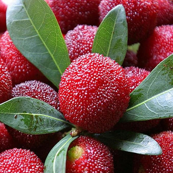 Myrica Rubra Seed Red Bayberry Sweet Healthy Juicy Fruit Great Taste Strawberry an Exciting New Addition