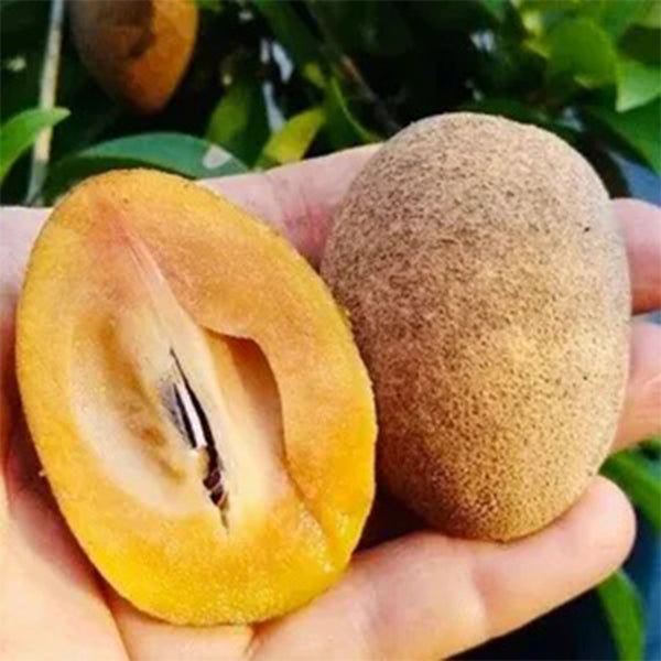 Sapodilla Fruit Seeds