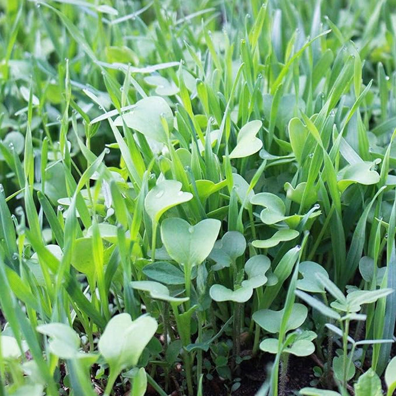 Cover Crop Mix Seeds: Hairy Vetch, Daikon Radish, Forage Collards, Triticale, More