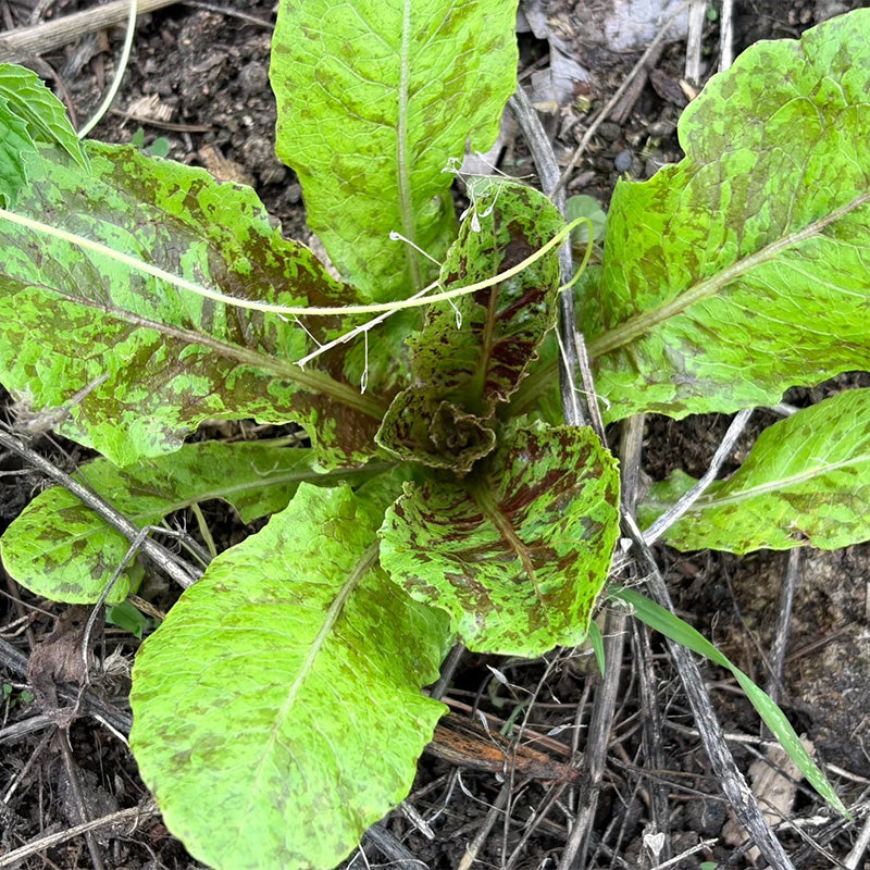 Speckled Heirloom Lettuce Seeds