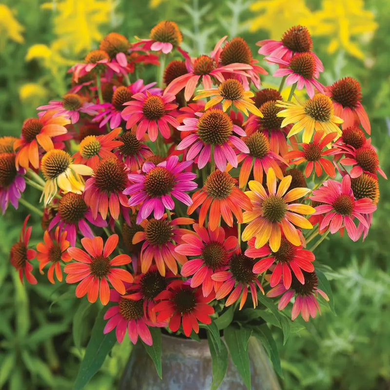 Echinacea, Warm Summer