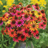 Echinacea, Warm Summer